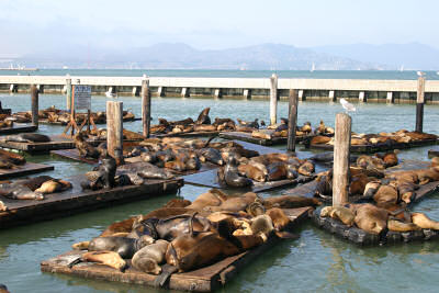 Fisherman's Wharf Sea Lions San Francisco California